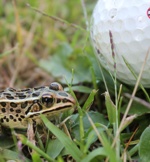 Picturesque nine hole golf course in Lanark Ontario, near Perth and Ottawa - tree lined fairways, meandering creek and challenging elevation changes